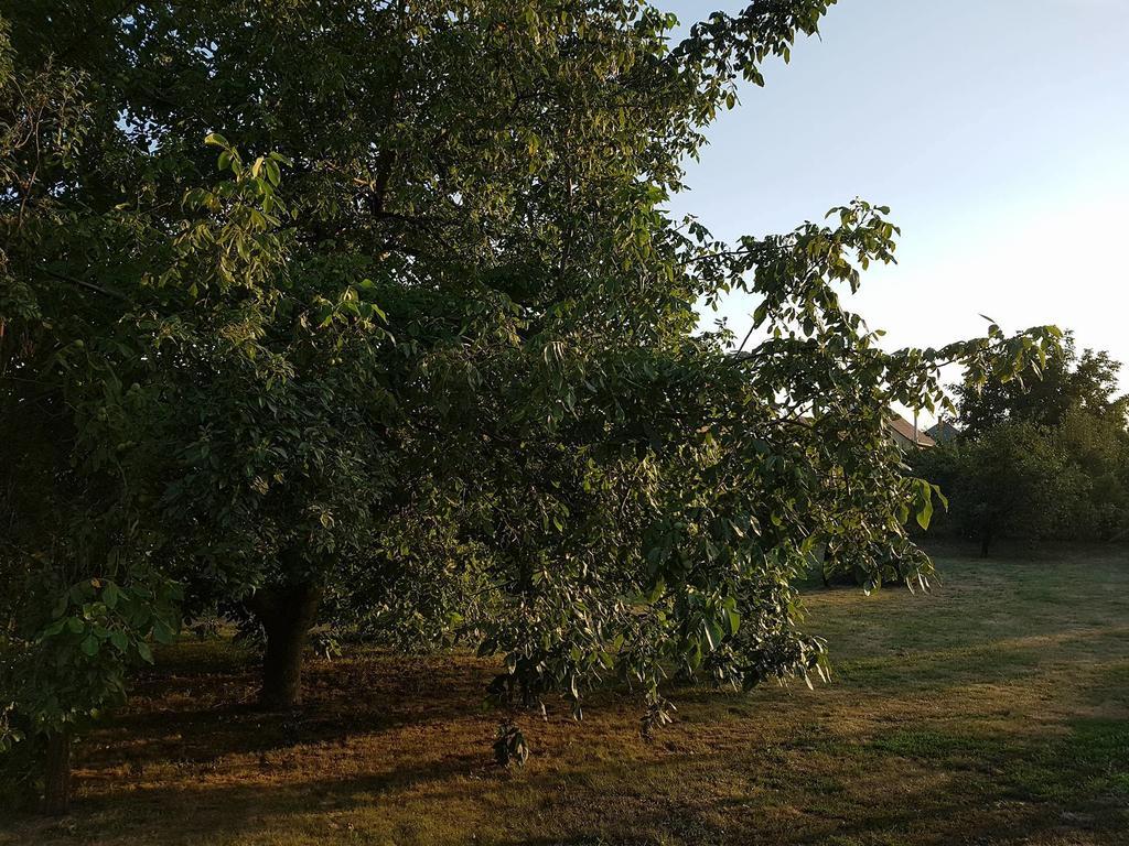 Feszty-feszek Vendeghaz Apartament
